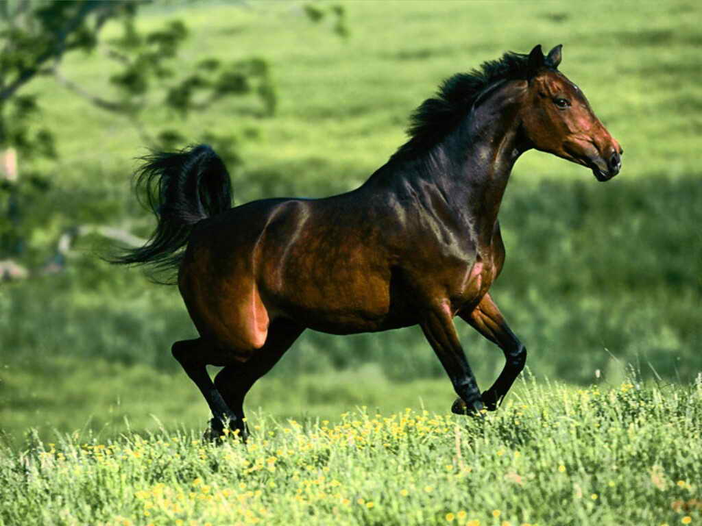 caballo