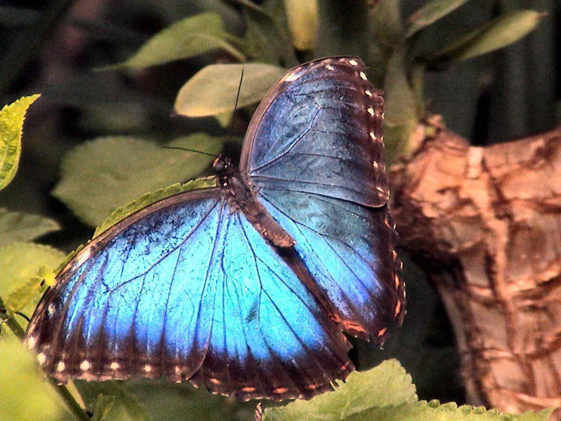 mariposa