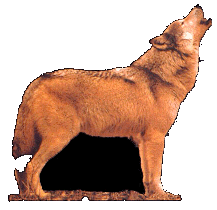 El Lobo es un guía y maestro, conductor de las almas para las más variadas culturas.