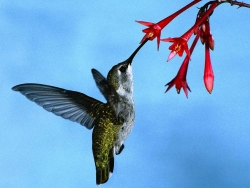 colibri