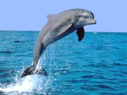 delfin