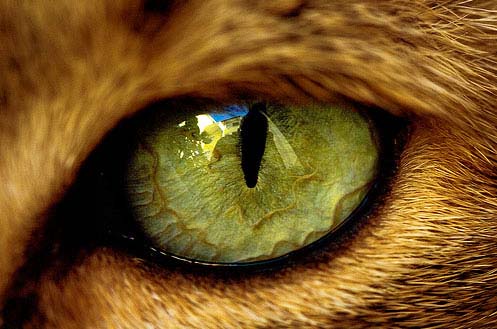 ojo de gato